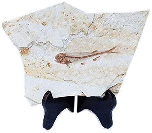 Fish Fossil Real Comes from The Western Liaoning China 150 Million Years Ago Lycoptera