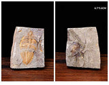 Real Trilobite Fossil Come from Western Hunan of China 450 Million Years ago