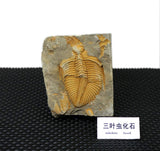 Real Trilobite Fossil Come from Western Hunan of China 450 Million Years ago