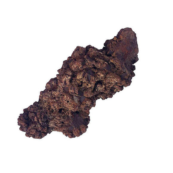 Coprolite Authentic Prehistoric Natural Fossilized Mineral Dung Stone Specimen Length 1.5-4
