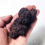 Coprolite Authentic Prehistoric Natural Fossilized Mineral Dung Stone Specimen Length 1.5-4" Weight 0.35 LB